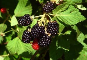 Blackberries in Hells Canyon | 208-347-3862 | Americas Rafting Company | Idaho | Oregon | Hells Canyon | Snake River | Salmon River