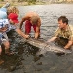 a guide holding a sturgeon in the snake river lets a boy touch it