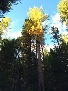 big yellow pine tree in fall