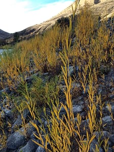river grasses turned from green to bright yellow