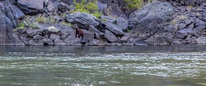 Bears in Hells Canyon | 208-347-3862 | Americas Rafting Company | Idaho | Oregon | Snake River | Salmon River