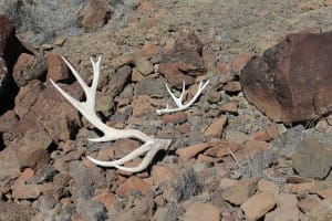 shed horns on rocks in the owyhee mountains