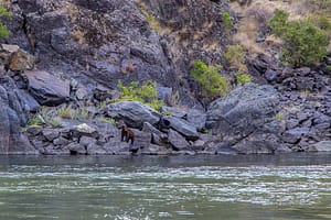 bear sits on the shore in Hells Canyon during a rafting trip