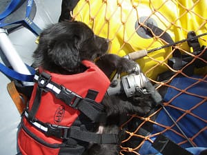 Whitewater Rafting Puppy Dog | 208-347-3862 | Americas Rafting Company | Idaho | Oregon | Hells Canyon | Salmon River | Snake River