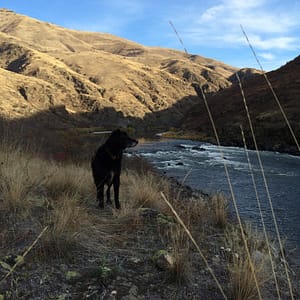 a dog watches the snake river during dusk on a hells canyon rafting adventure